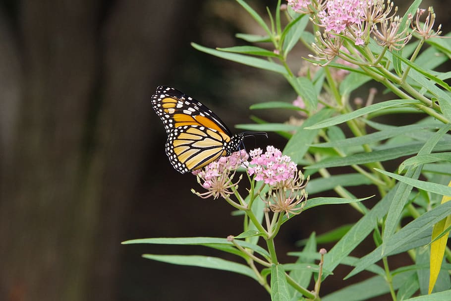 monarch, butterfly, milkweed, flower, transformation, garden, flowering plant, plant, beauty in nature, insect