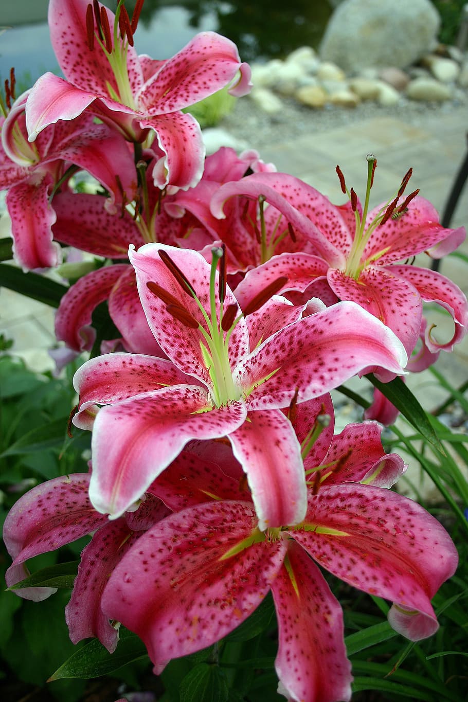 lily, flower, blossomed, garden, summer, nature, close up, flowering plant, vulnerability, pink color