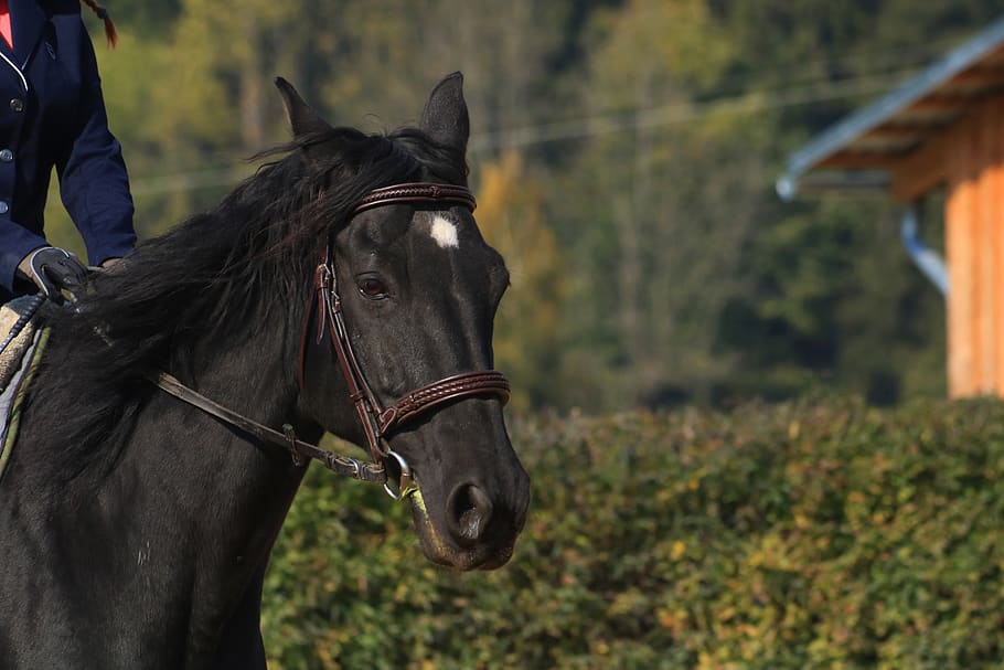 black horse, animal, rider, mane, thoroughbred, drezůra, domestic animals, domestic, mammal, animal themes