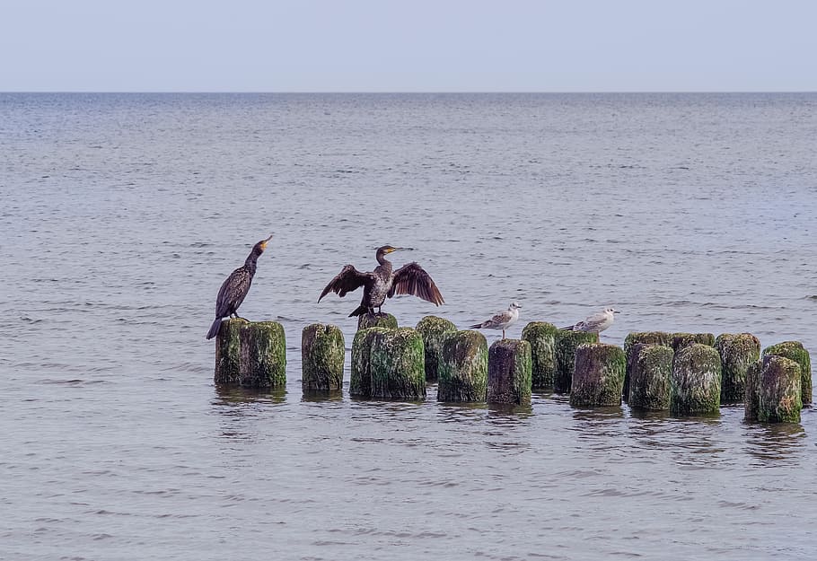 cormorants on the sea, cormorant, breakwater, sea, the waves, birds, black bird, a long beak, pest, water