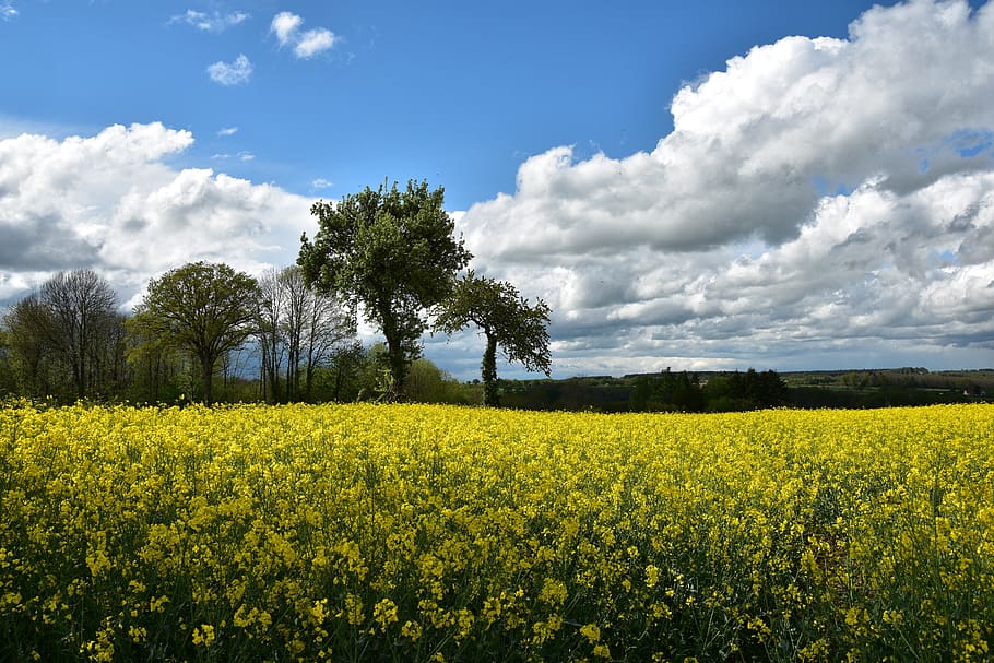rapeseed, field, landscape, nature, spring, agriculture, flower, trees, clouds, plant