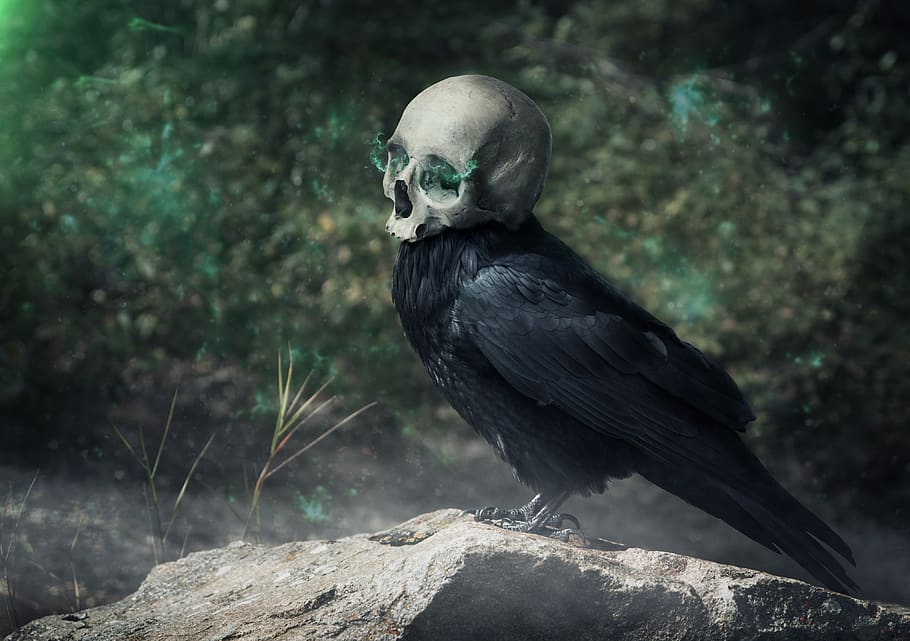 cuervo, negro, pájaro, pájaros, mundo animal, animal, oscuro, horror, magia, cráneo