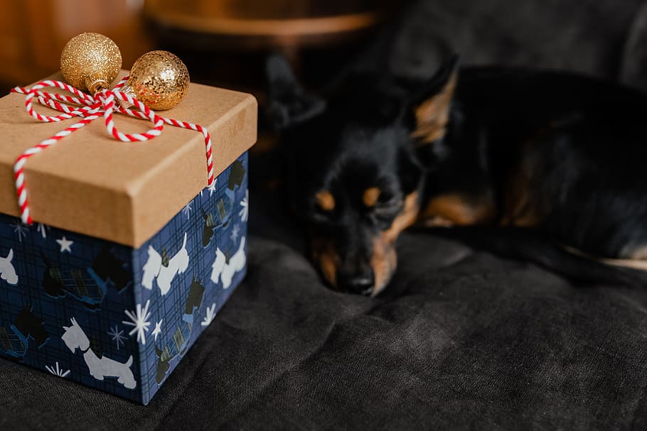 рождественские подарки, милый, немного, собака, Рождество, дары, Домашнее животное, щенок, маленькая собака, милая собака