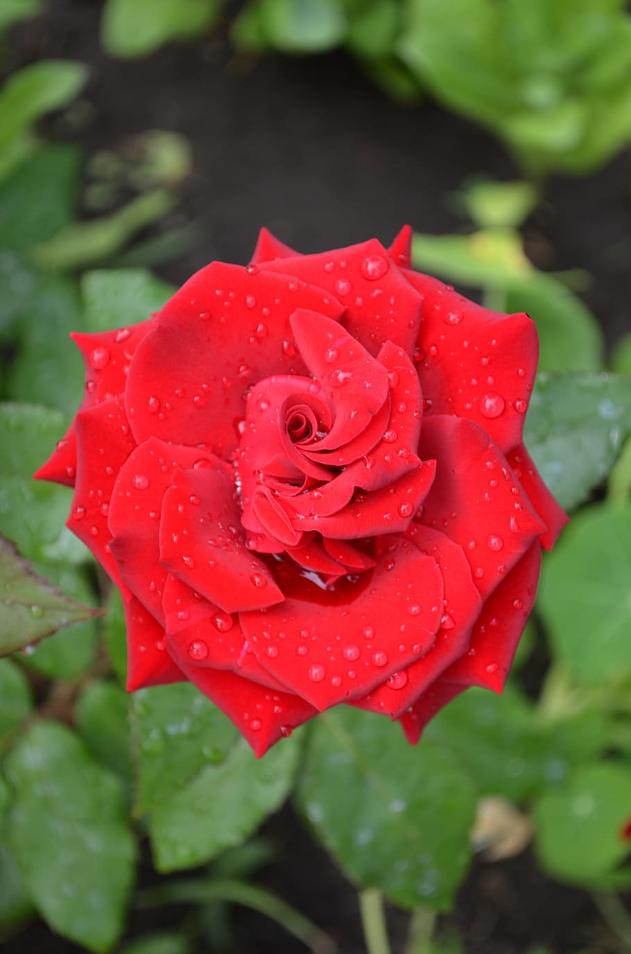 rose, red rose, red, flower, love, roses, beauty, petals, garden, nature
