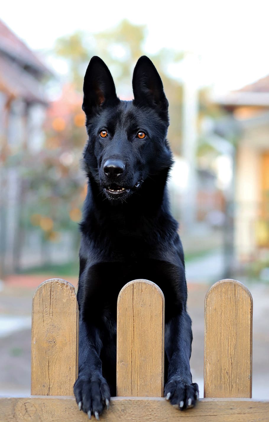 black german shepherd, dog, black, canine, fence, domestic, pets, one animal, domestic animals, mammal