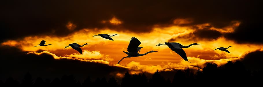 nature, sun, clouds, animals, bird, heron, flying, sunset, sunrise, banner