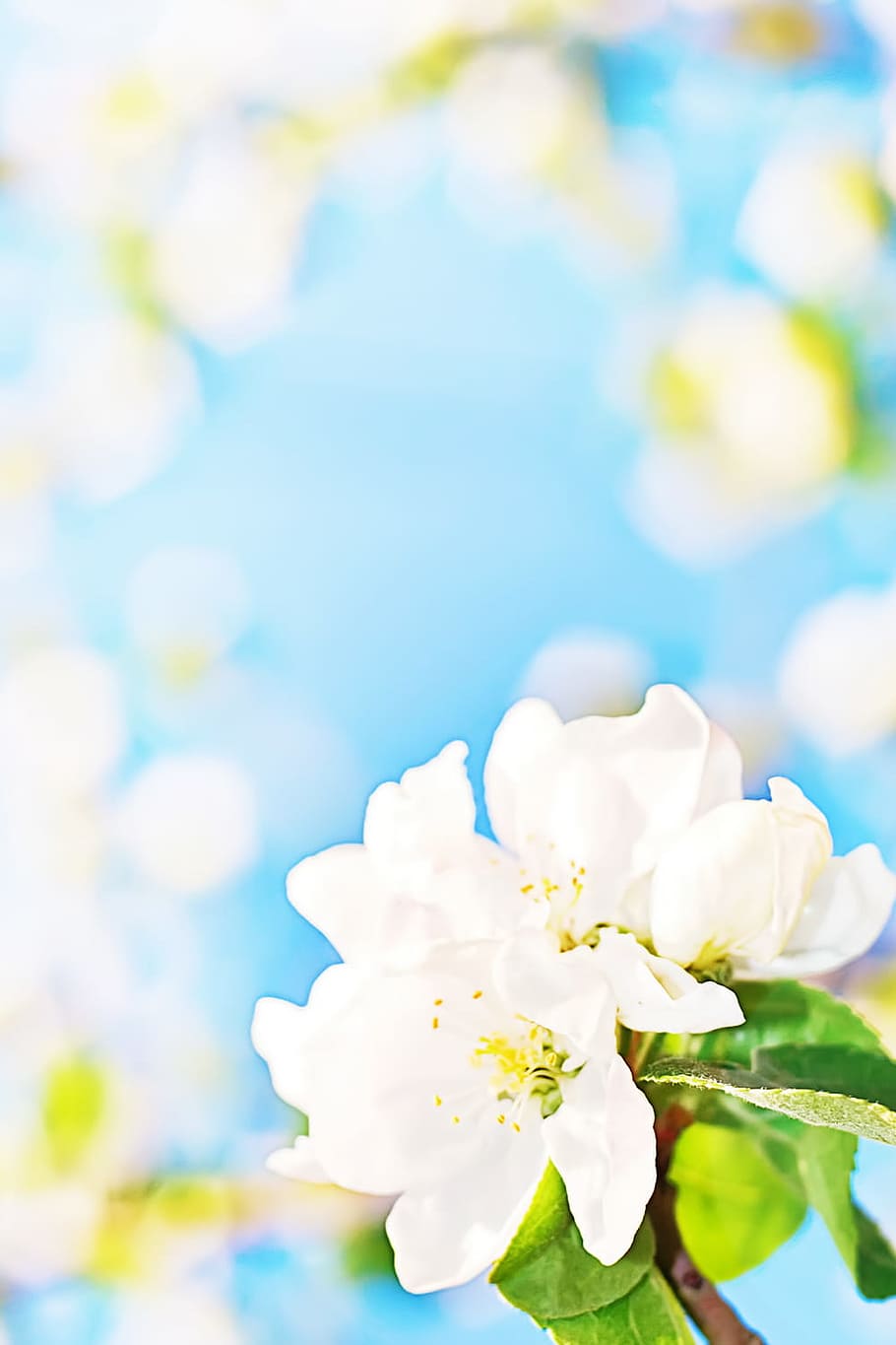 branco, flores, abstrato, abril, fundo, bela, floração, flor, azul, folhagem