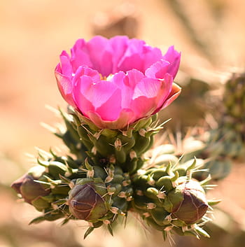 Fotos rosa del desierto libres de regalías | Pxfuel