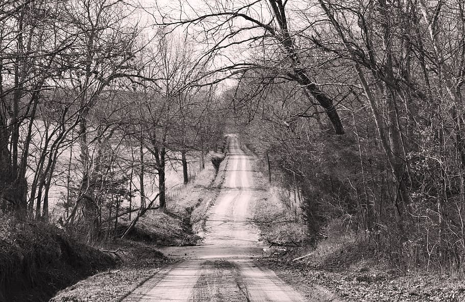 black and white road, black, white, landscape, nature, trees, outdoor ...