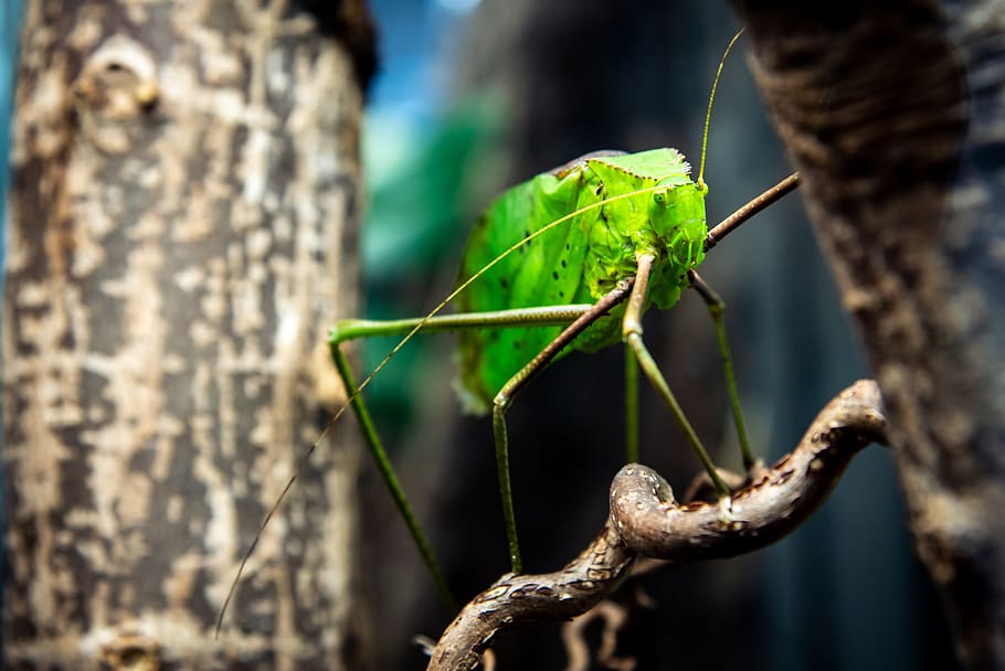 percevejo, inseto, verde, katydid gigante, imitador de folhas verdes de pernas longas, antenas, animais selvagens, temas animais, animal, um animal