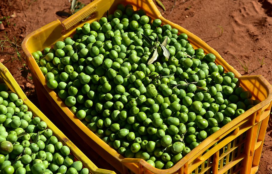 olives, green, green olives, nocellara, harvest, olive harvest, box, harvest box, close up, mediterranean