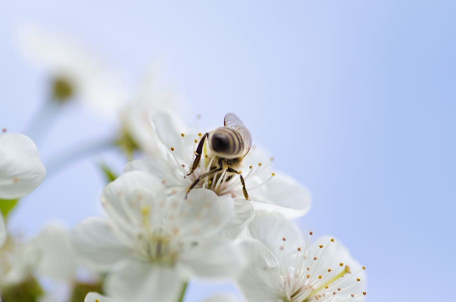 white, flower, blossoms, bloom, garden, petals, insect, bee, animal, flowering plant