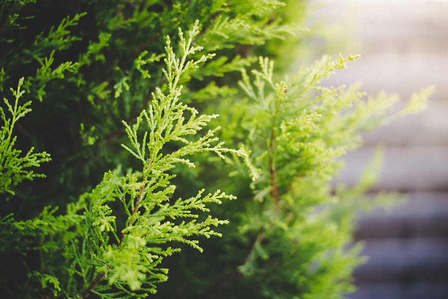 cypress, green, nature, plant, evergreen, garden, beautiful light, incidence of light, green color, growth