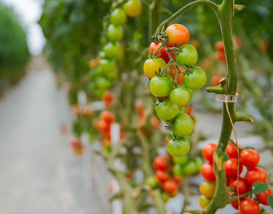tomates, invernaderos, agricultura, hidropónicos, comida y bebida, fruta, comida, alimentación saludable, crecimiento, planta