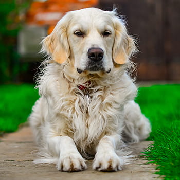 golden-retriever-relax-portrait-dog-royalty-free-thumbnail.jpg