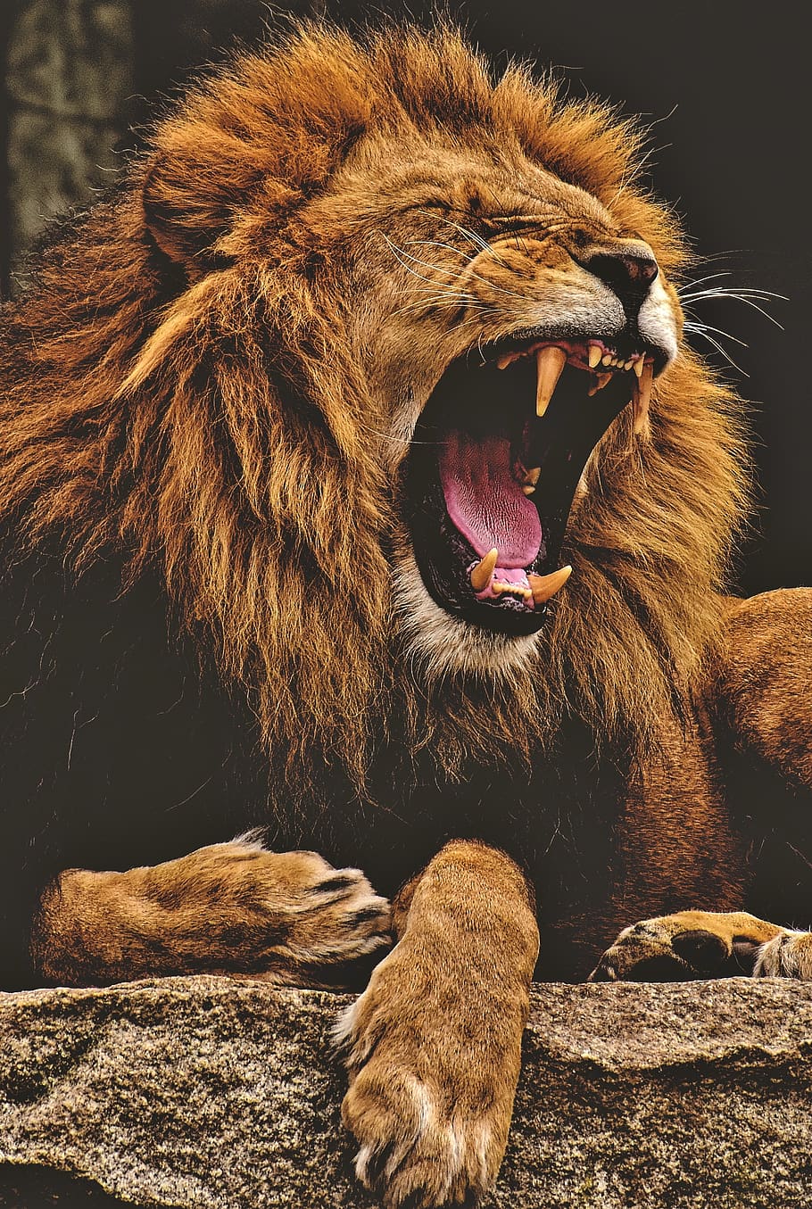 leão, predador, perigoso, juba, gato grande, macho, jardim zoológico, animal selvagem, áfrica, animal