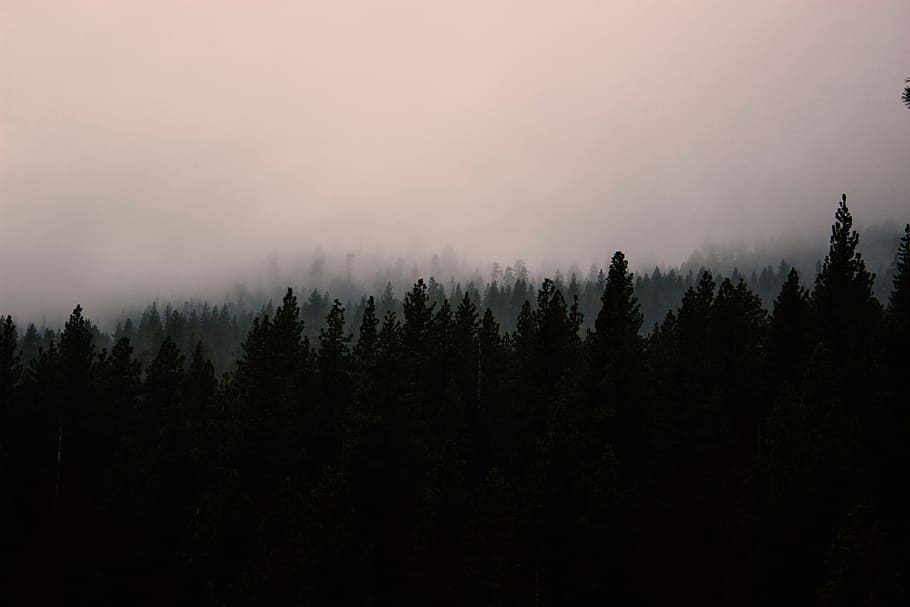 black, fog, forest, gray, hills, landscapes, mountains, pink, trees, tree