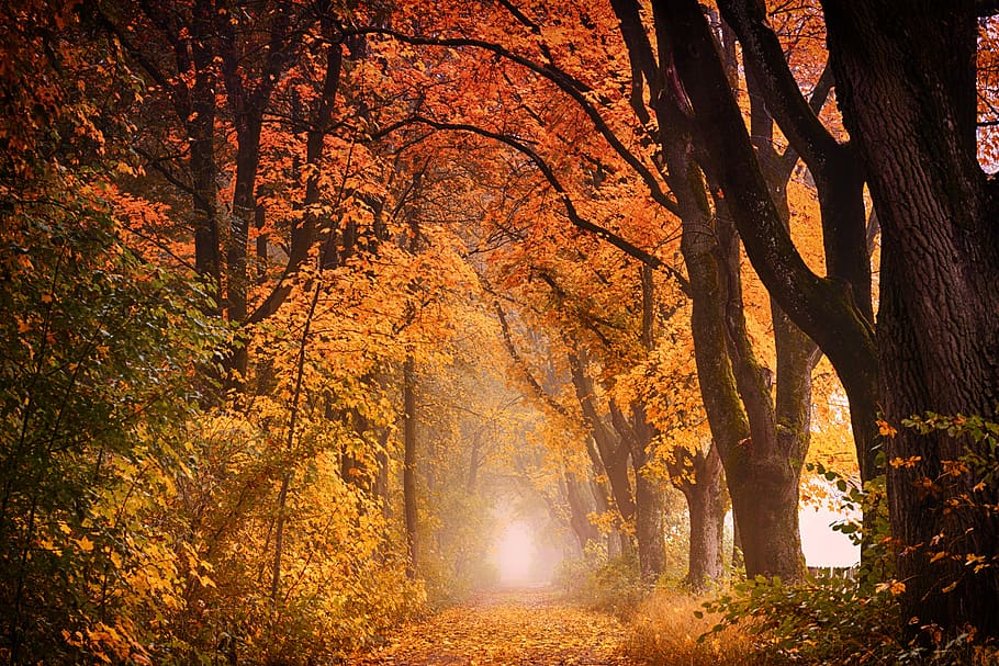 árbol, otoño, naturaleza, hoja, madera, avenida, bosque, lejos, la carretera, camino