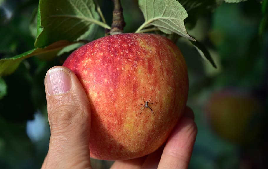 apple, pick, harvest, spider, small, hidden, unimpressive, vitamins, tree, apple tree