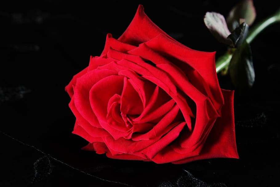 red rose, black, rose, feeling, passion, flower, rose blooms, roses, love, burgundy