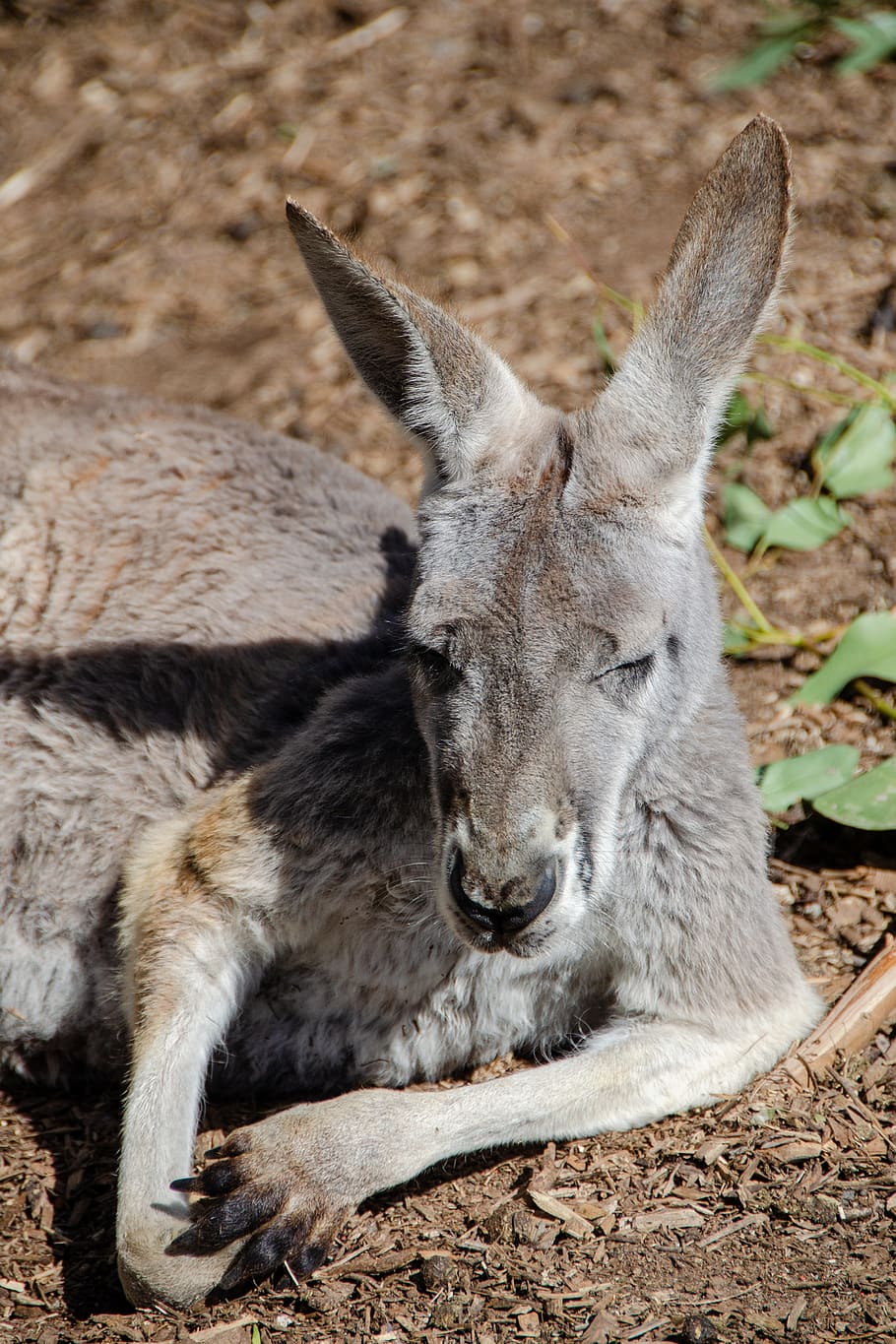 kangaroo, mammal, marsupial, animal, australian, fauna, ears, wildlife, eastern grey, animal themes