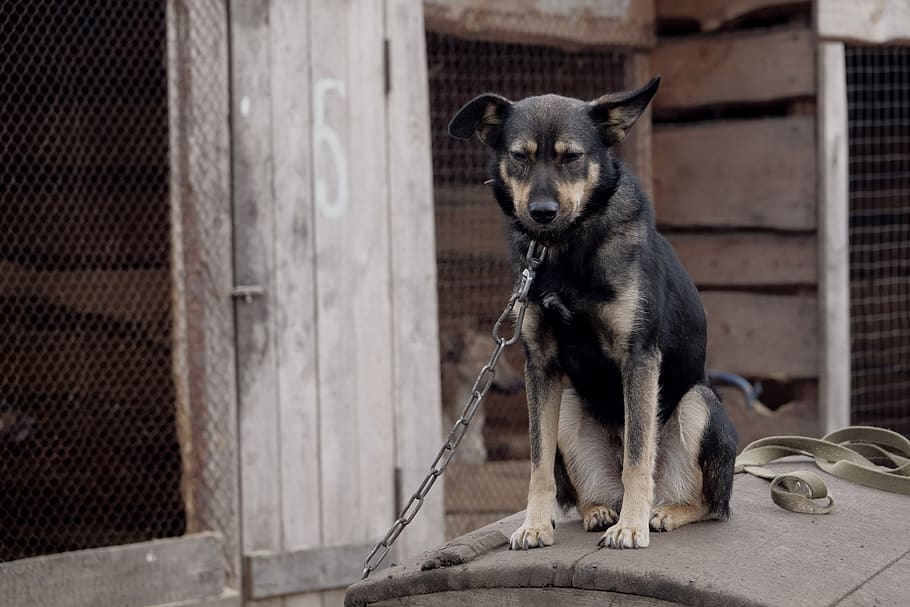dog, aviary, animals, chain, booth, sorrow, stand by, pooch, one animal, mammal