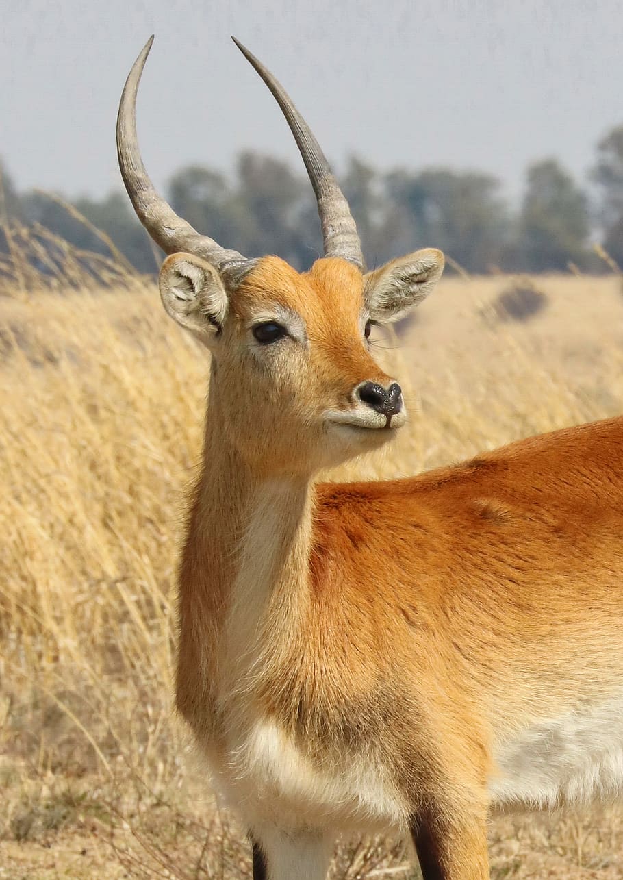 lechwe, marsh antelope, karfu, swamp bog antelope, antelope, africa, water, safari, animal world, mammal