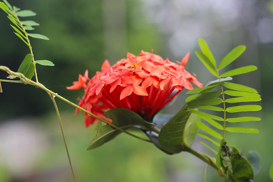 flower, ixora, red, garden, plant, freshness, fragility, growth, vulnerability, beauty in nature
