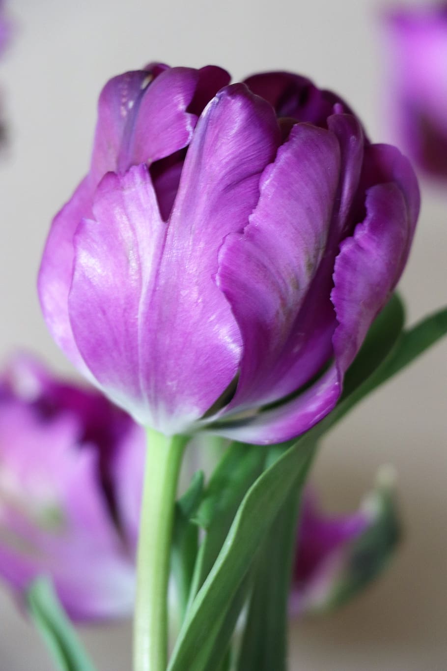 tulip, purple, bright, flowers, spring, tulips, flower, bloom, color, garden