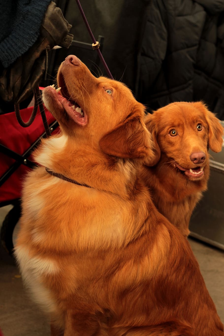 dogshow, tollers, nova scotia duck tolling retriever, pet, dog, attentive, face, dog-photography, concentration, adorable