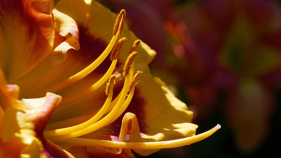 amarelo, macro de peças de flores diurnas, horário de verão, jardim de rutgers nj eua, estados unidos da américa, macro fotografia, close-up, close-up extremo, imagens de flores, imagem de pistilo