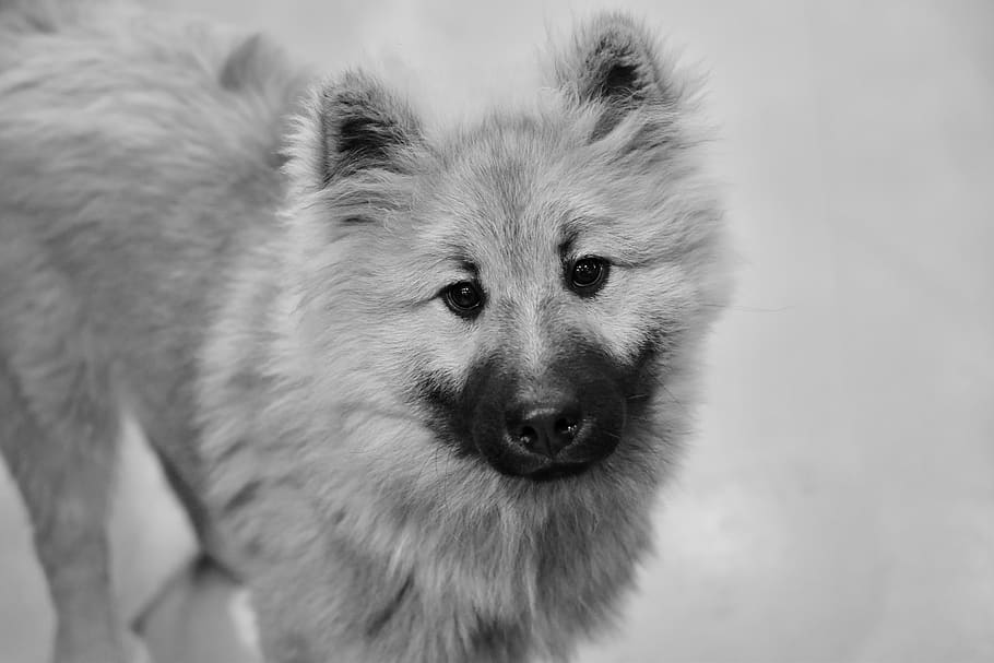 dog, pup, black and white photo, puppy, dog olaf blue, canine, companion, portrait, black muzzle, adorable