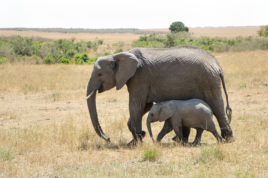 mammal, wildlife, animal, safari, elephant, savanna, wild, animal themes, animal wildlife, animals in the wild