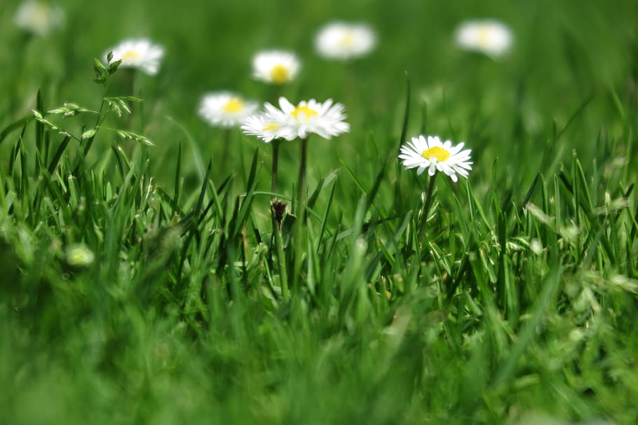 pequeño, blanco, flores, crecer, campo, verde, hierba, brillante, fondo, briznas de hierba