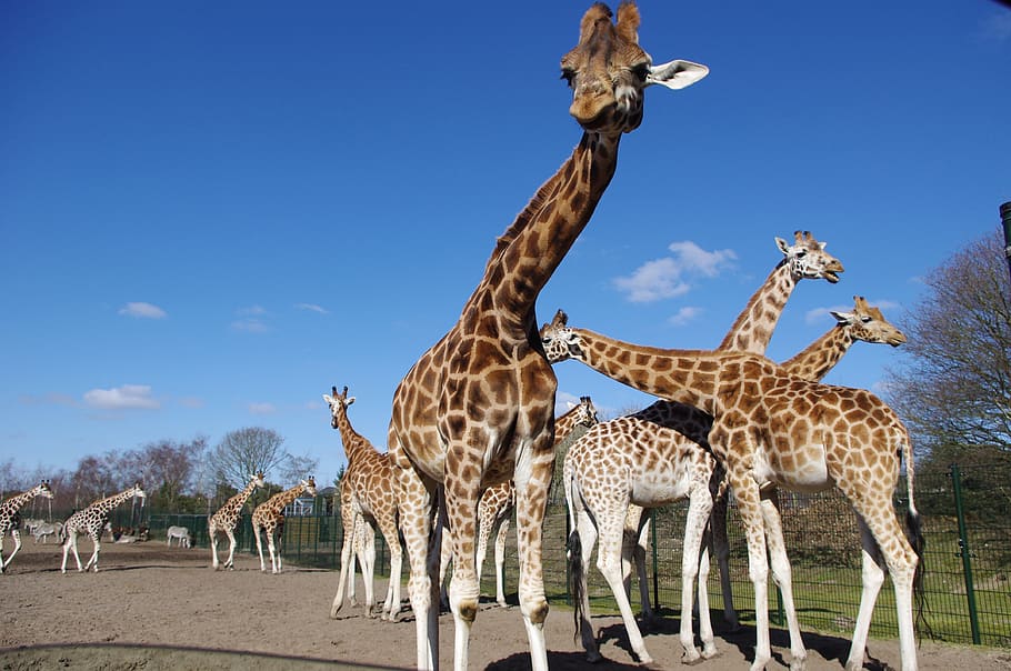 giraffes, nature, neck, mammal, long neck, animals, zoo, wildlife, fur, animal wildlife
