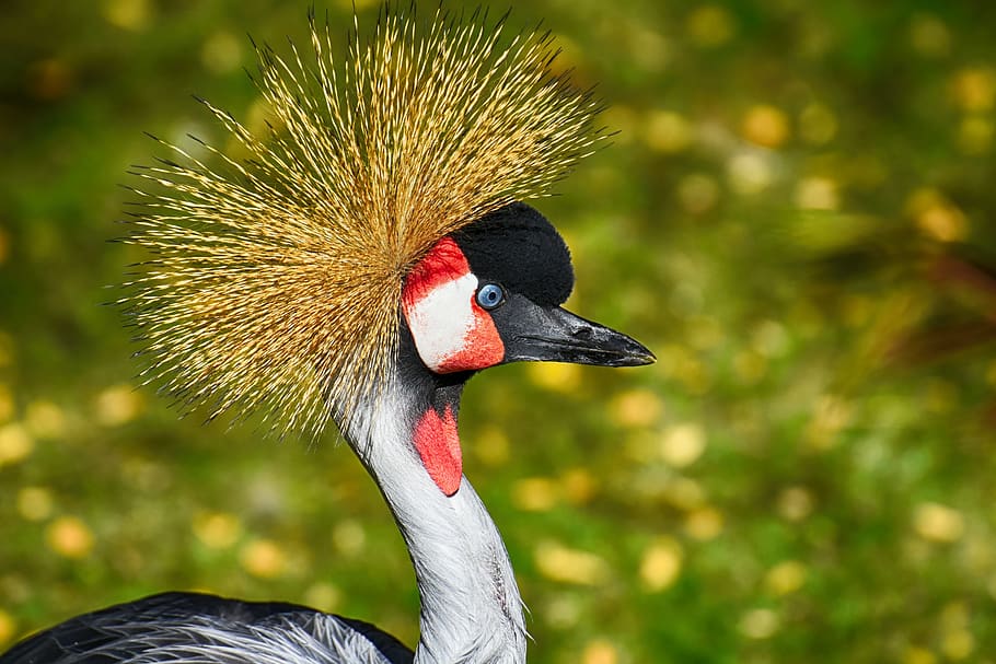 grey crowned crane, baleurica regulorum, bird, feather, colorful, poultry, funny, beautiful, tierpark hellabrunn, animal themes