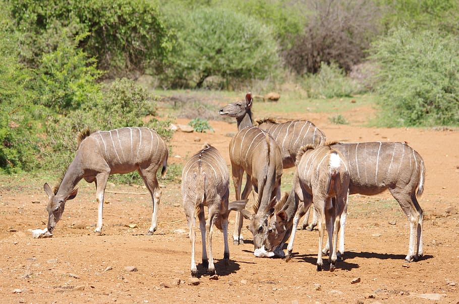 south africa, wildlife, buck, kudu, animal wildlife, group of animals, animal themes, animal, mammal, animals in the wild