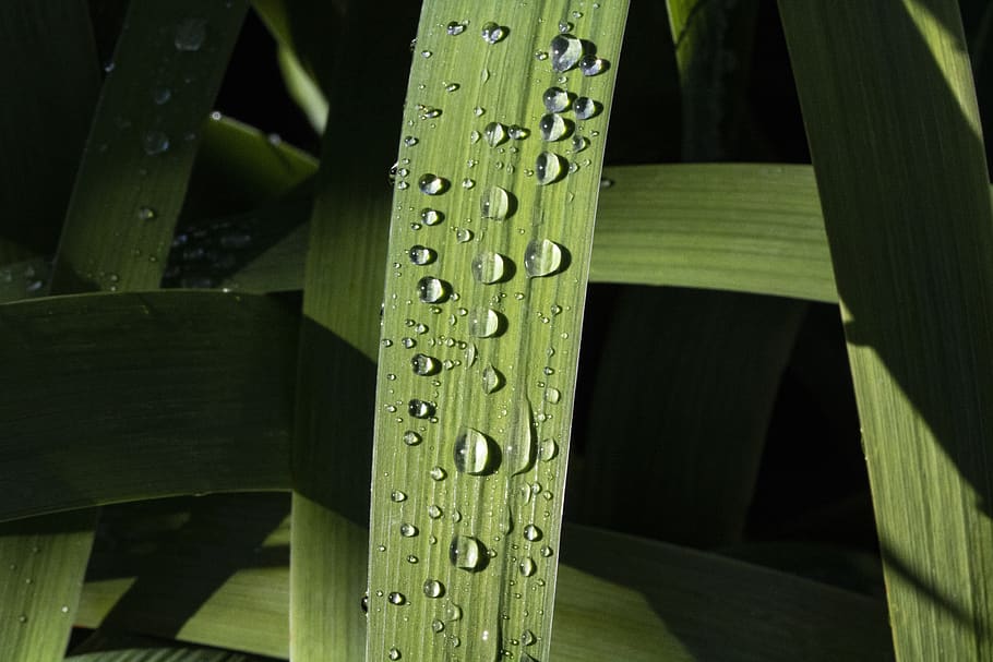 Растение рид. Сахарный тростник. Тростник с росой. Reed (Plant).