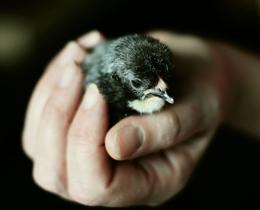 hand, chicks, keep, security, hatched, animal, young animal, fluffy, plumage, lost