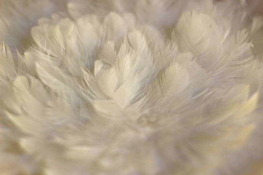 spring nest, white springs, fluffy, bird feather, white, lightweight, slightly, airy, creative, filigree