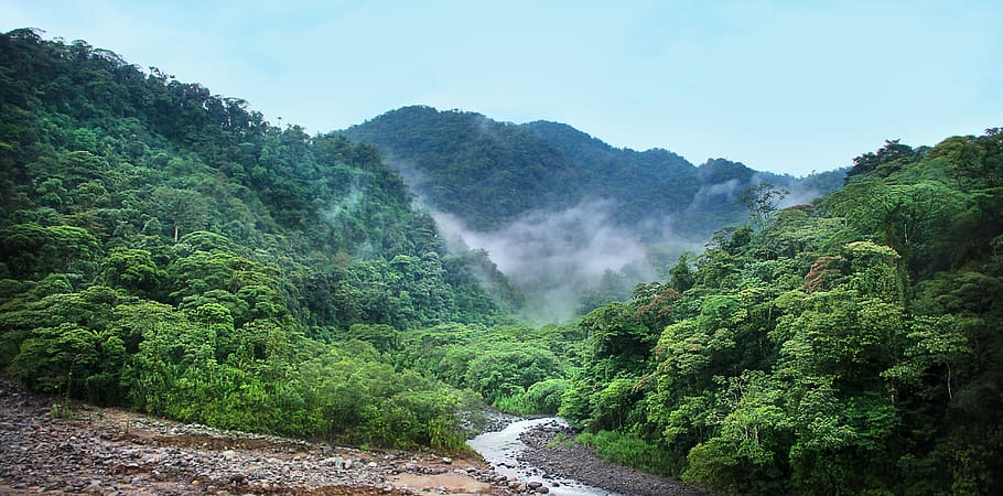 jungle, fog, trees, green, rainforest, tropical, nature, tropics, thicket, plant