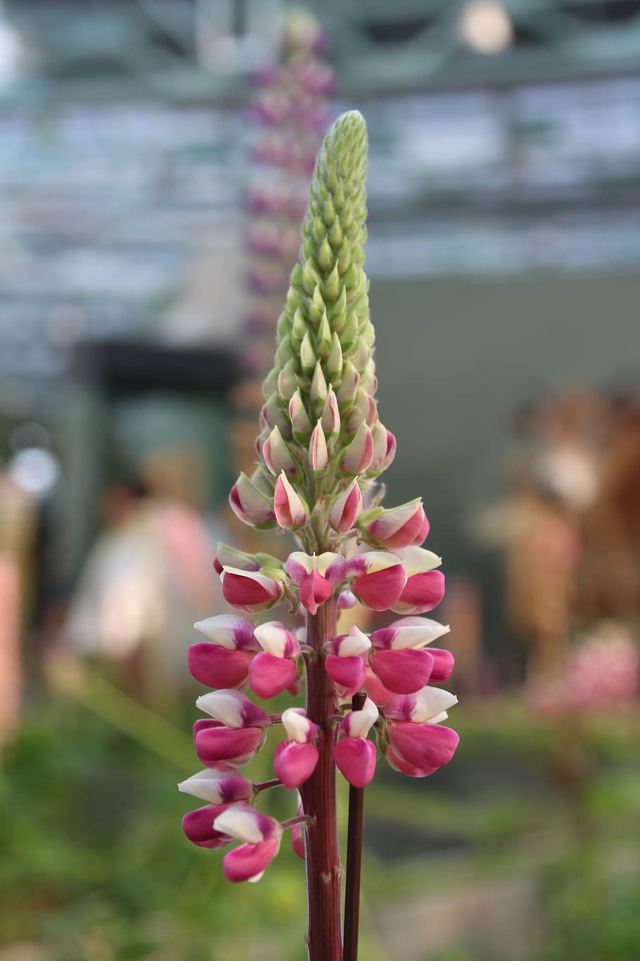 lupine, fuchsia, flower, xie, nature, bird's flowers, flowering plant, focus on foreground, beauty in nature, plant