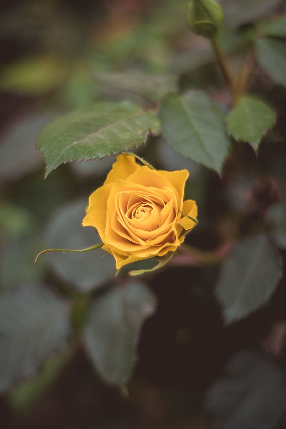 the yellow rose, rose, yellow, blossom, garden, floral, romance, orange, floribunda, summer