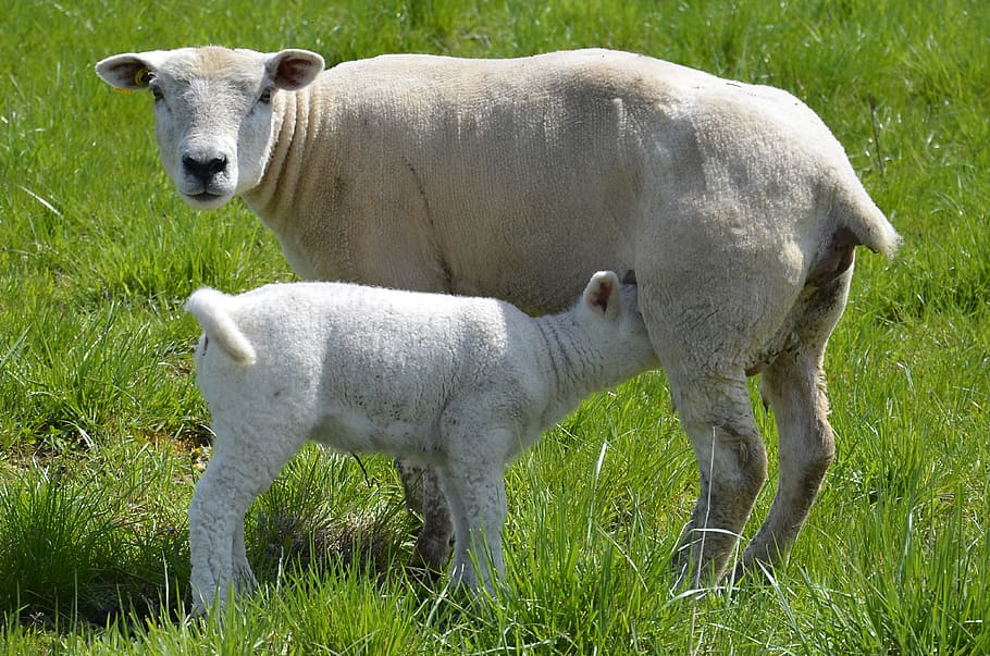 sheep, lamb, breastfeeding, agriculture, livestock, farm, grass, rural, nature, field