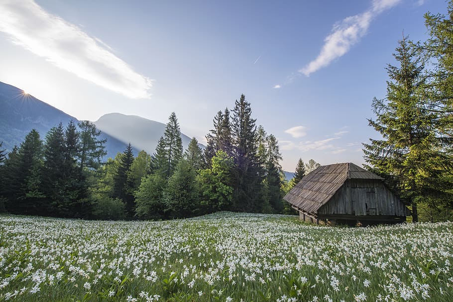 meadow, hut, stable, mountains, range, highlands, blooming, blossoms, grass, flowers