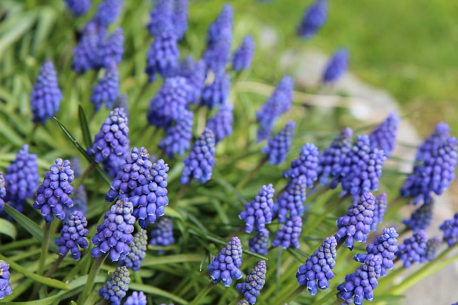 muscari, flowering, blue, blue flowers, flower, flowering plant, purple, beauty in nature, freshness, plant