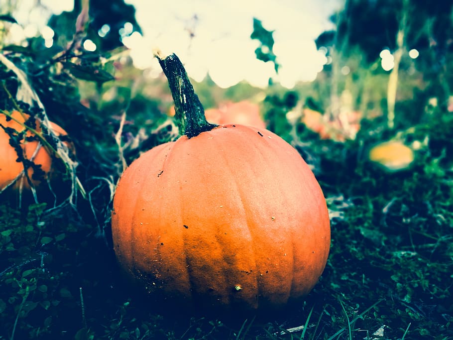 pumpkin, harvest, halloween, orange, nature, garden, agriculture, food, food and drink, orange color