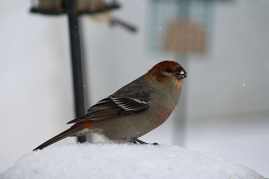 bird, birding, pine grosbeak, female, winter, snow, nature, wings, feather, close up