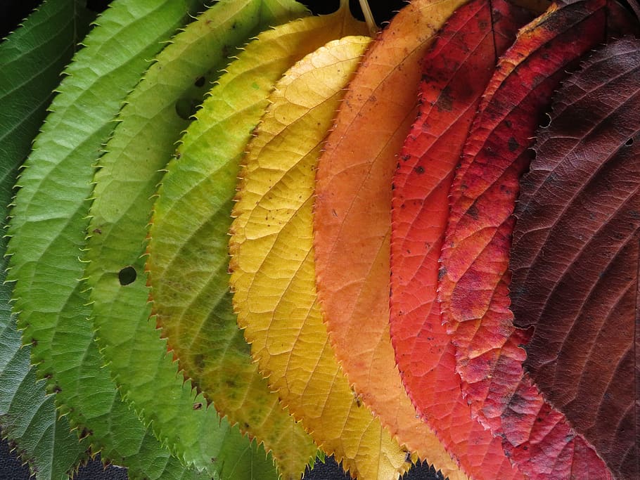 folhas de outono, colorido, outono, folhas, mudando, arco-íris, parte da planta, folha, close-up, ninguém