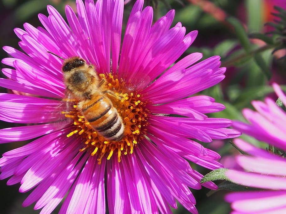 autumn flower, asters, autumn, violet, pink, bee, flower, flowering plant, petal, insect